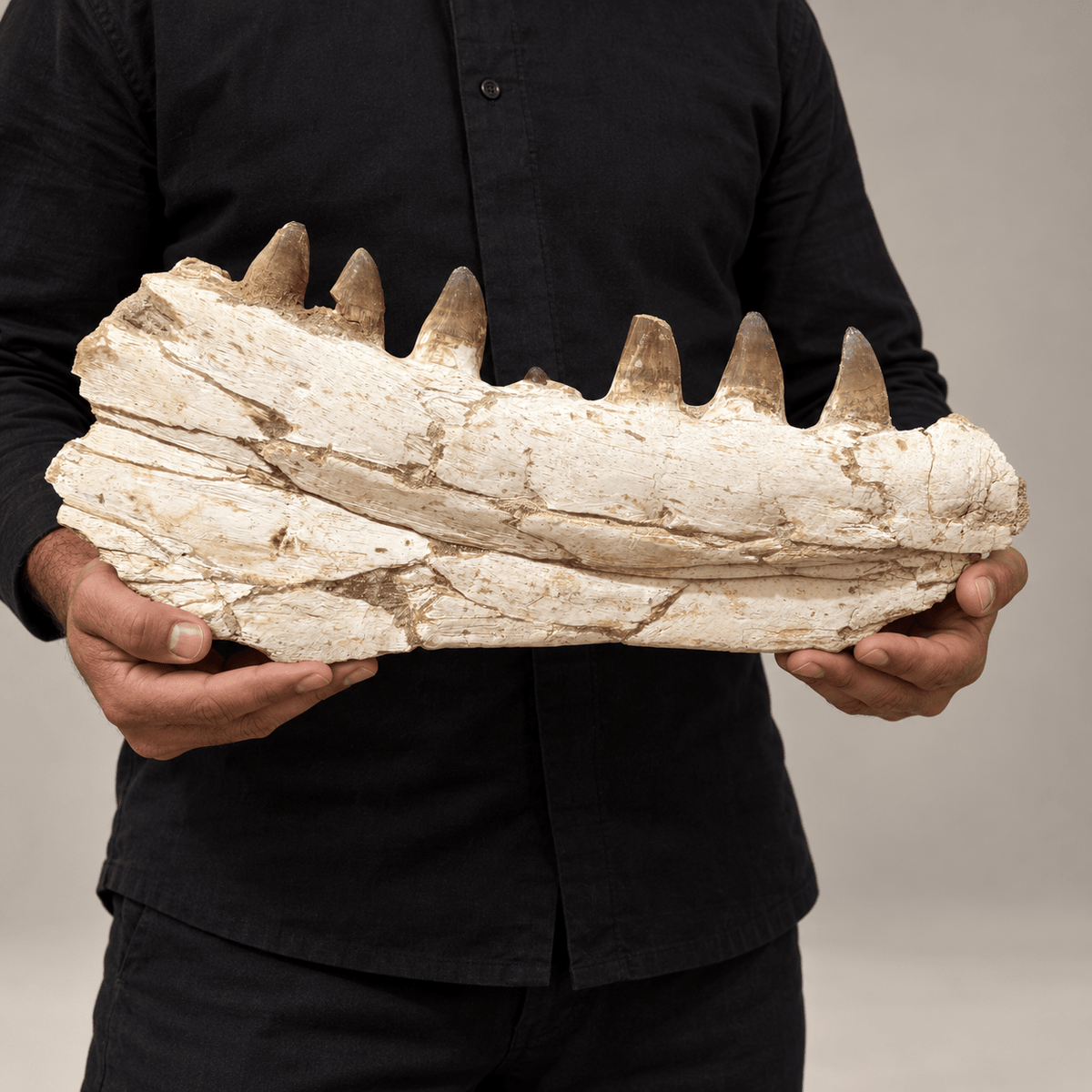 Prognathodon currii Mosasaur Jaw – 18.1 in (46 cm), Oulad Abdoun Basin, Morocco