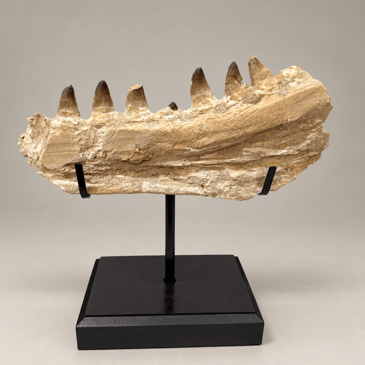 Museum quality Mosasaurus Jaw authentic Dinosaur Fossils, 46 cm – PD-MJW-0046 - PaleoDeserts