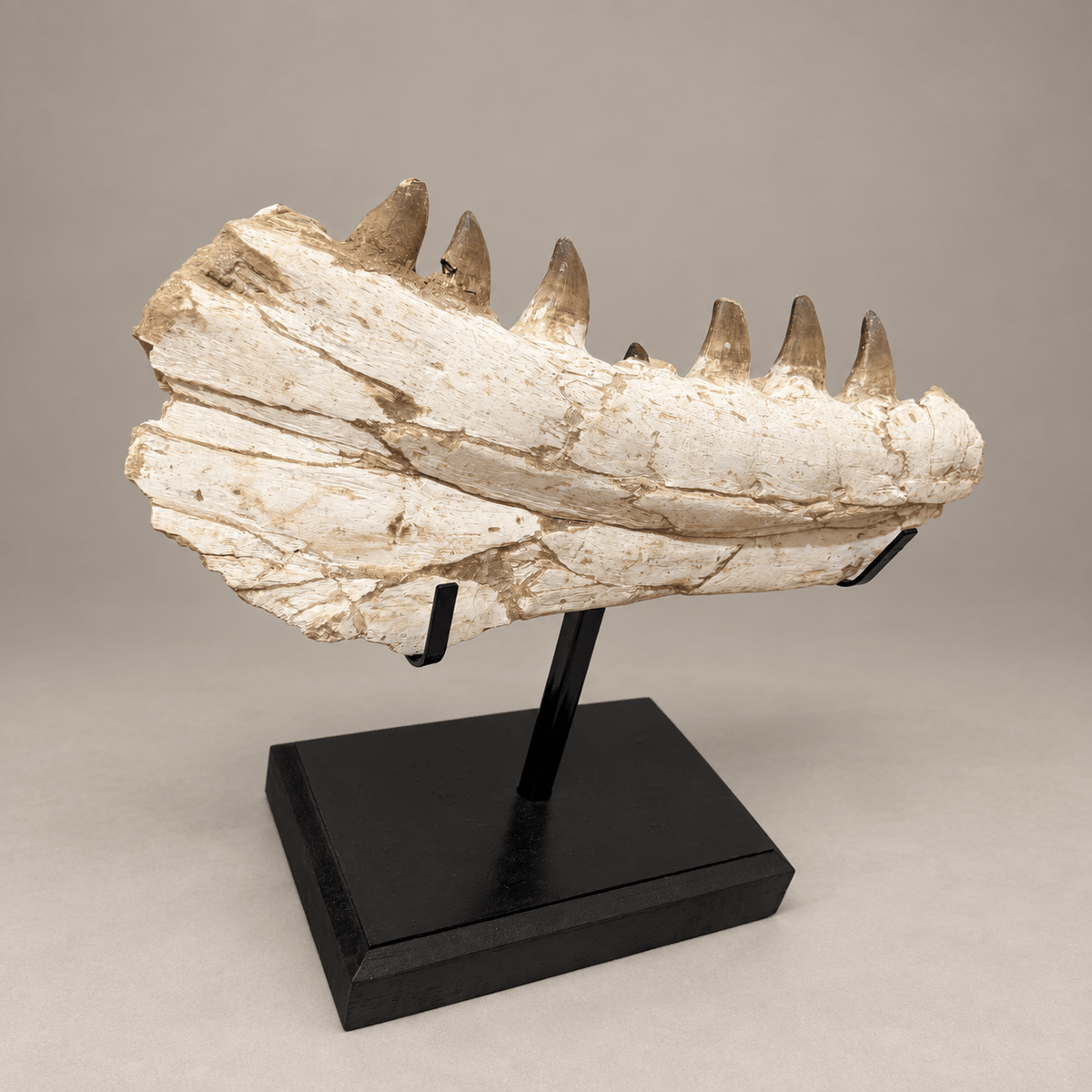 Museum quality Mosasaurus Jaw authentic Dinosaur Fossils, 46 cm – PD-MJW-0046 - PaleoDeserts