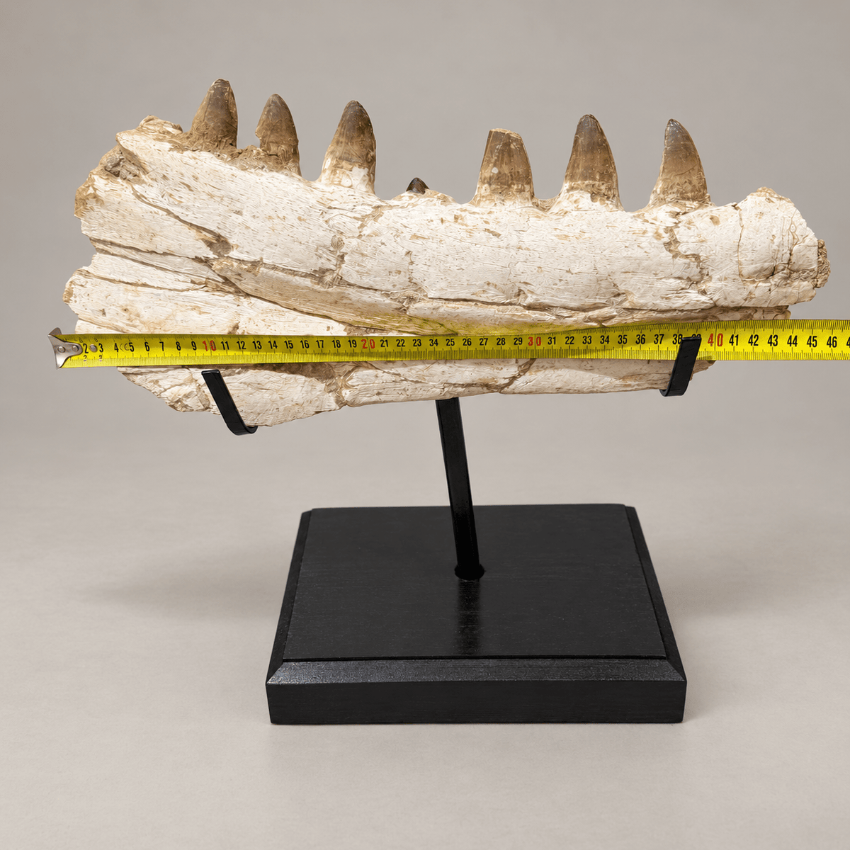 Museum quality Mosasaurus Jaw authentic Dinosaur Fossils, 46 cm – PD-MJW-0046 - PaleoDeserts