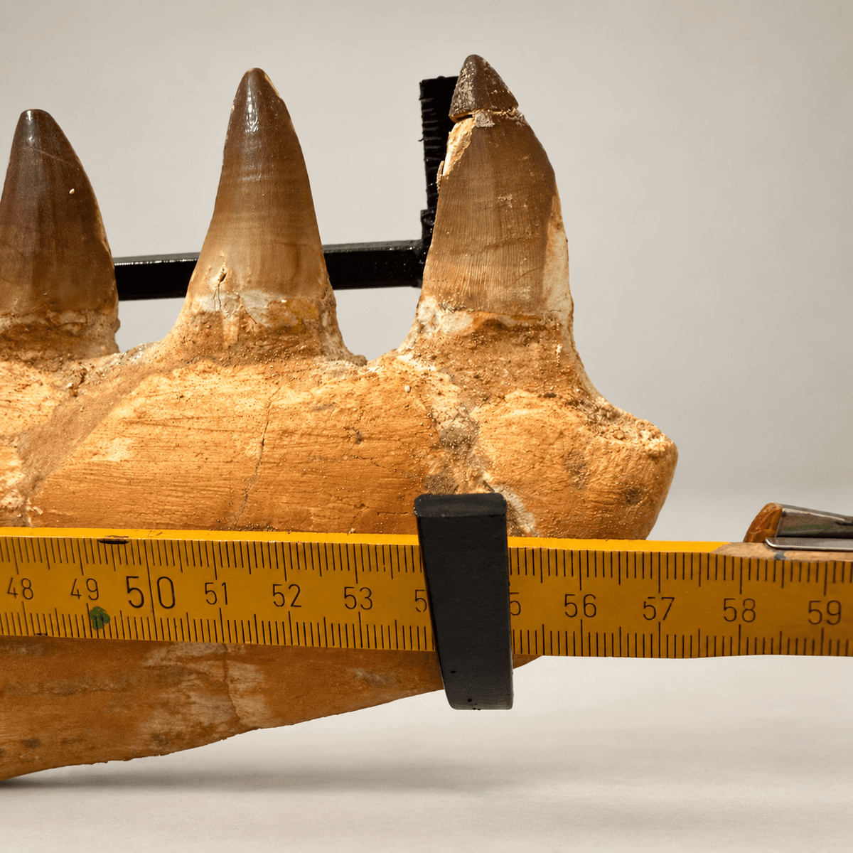 Natural Mosasaur Jaw Fossilized Late Cretaceous, 57 cm – PD-MJW-0057 - PaleoDeserts