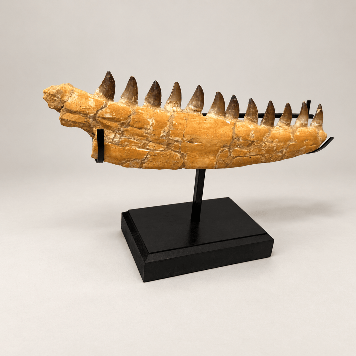 Natural Mosasaur Jaw Fossilized Late Cretaceous, 57 cm – PD-MJW-0057 - PaleoDeserts