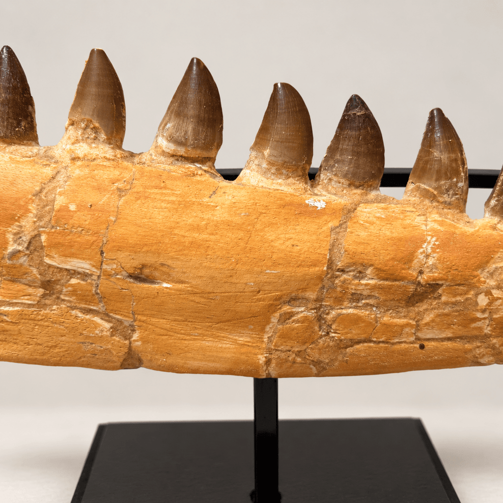 Natural Mosasaur Jaw Fossilized Late Cretaceous, 57 cm – PD-MJW-0057 - PaleoDeserts