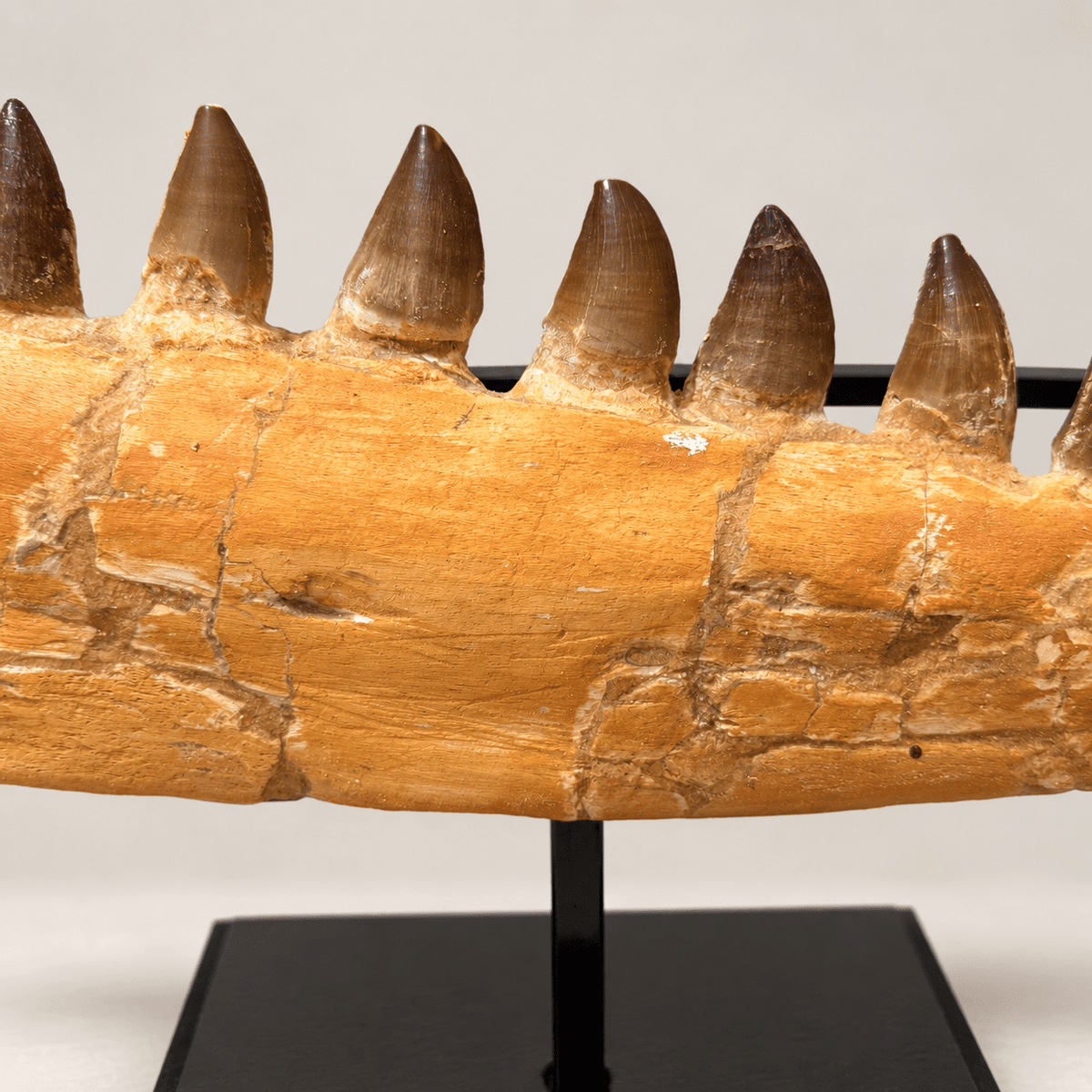 Natural Mosasaur Jaw Fossilized Late Cretaceous, 57 cm – PD-MJW-0057 - PaleoDeserts
