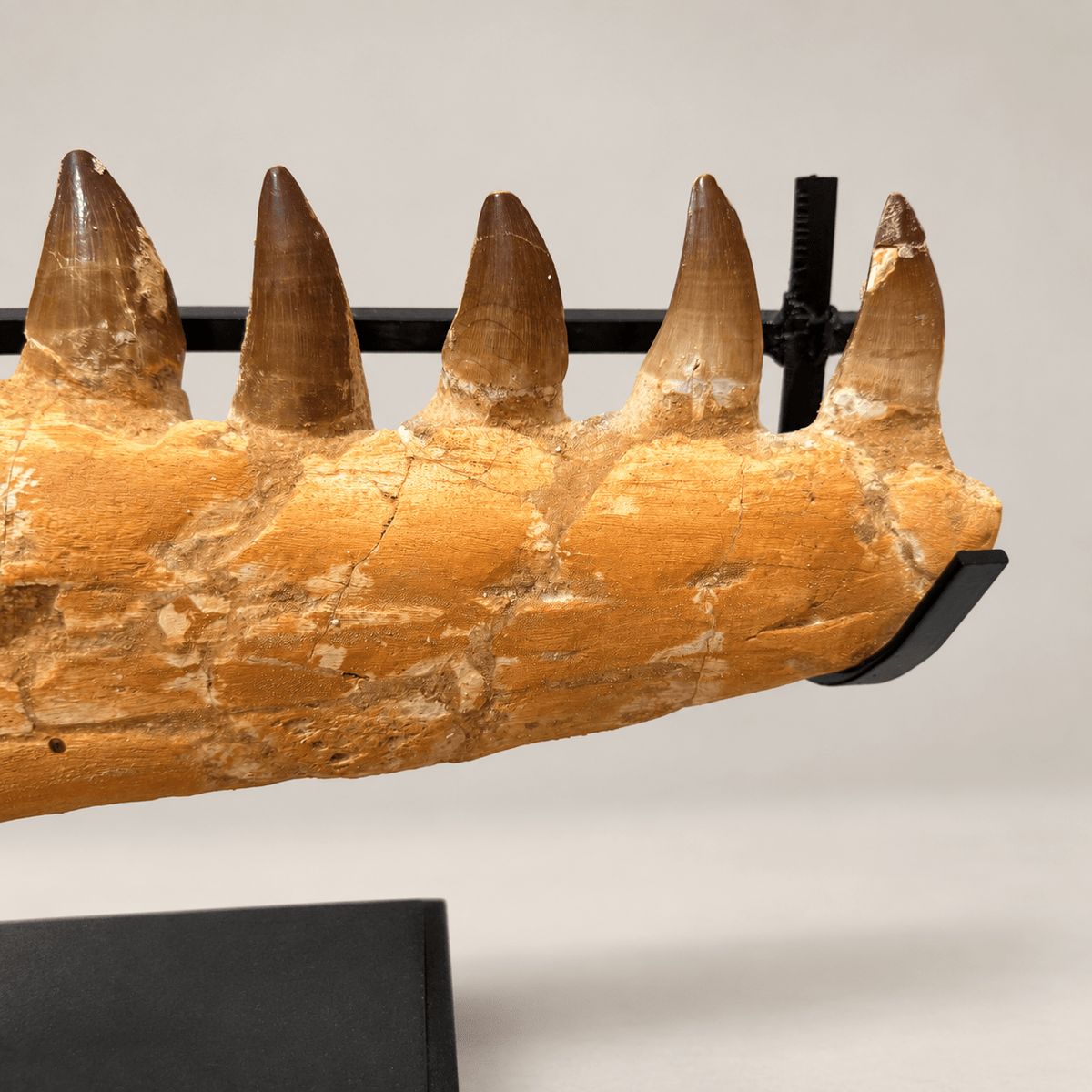 Natural Mosasaur Jaw Fossilized Late Cretaceous, 57 cm – PD-MJW-0057 - PaleoDeserts