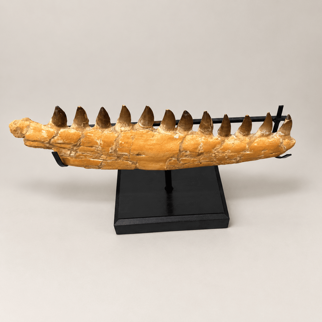 Natural Mosasaur Jaw Fossilized Late Cretaceous, 57 cm – PD-MJW-0057 - PaleoDeserts