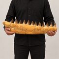 Natural Mosasaur Jaw Fossilized Late Cretaceous, 57 cm – PD-MJW-0057 - PaleoDeserts