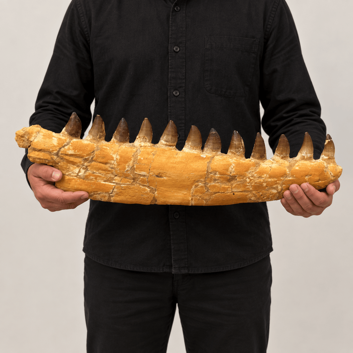 Natural Mosasaur Jaw Fossilized Late Cretaceous, 57 cm – PD-MJW-0057 - PaleoDeserts