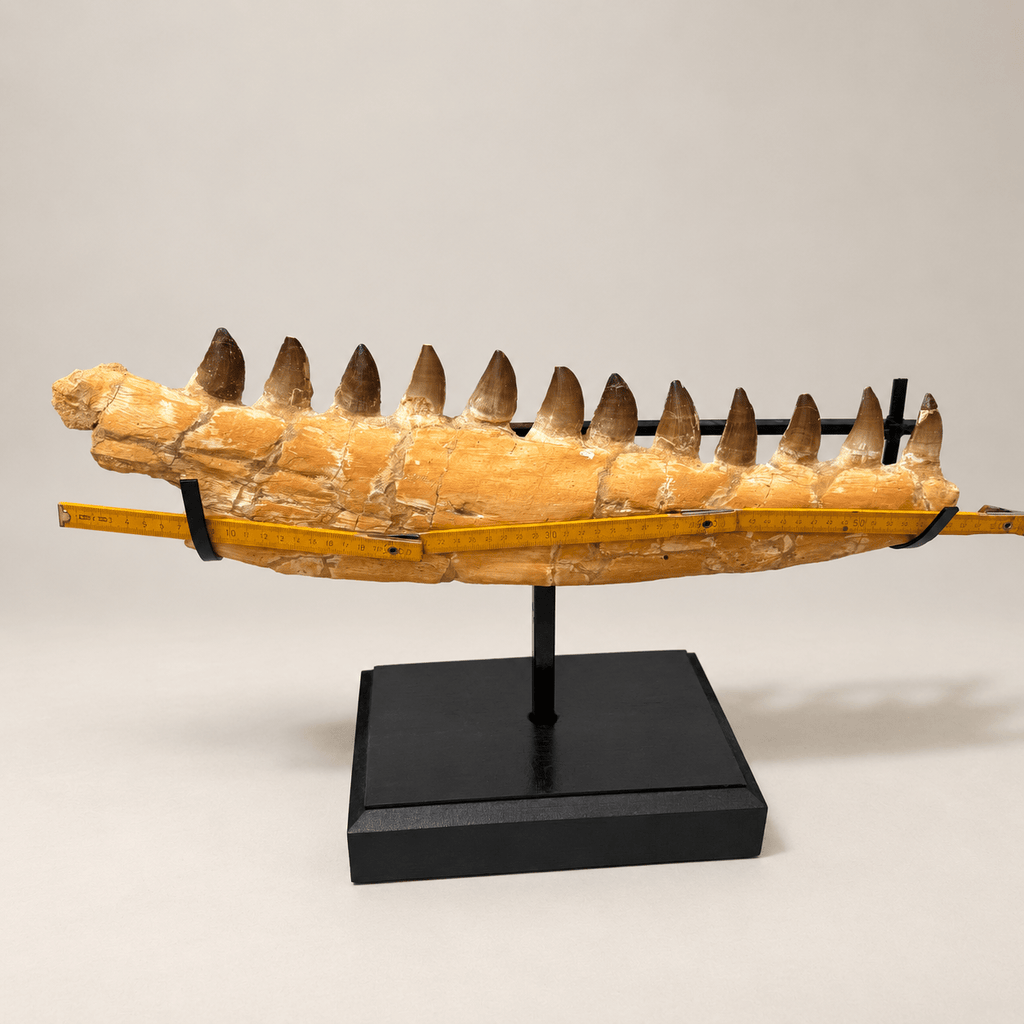 Natural Mosasaur Jaw Fossilized Late Cretaceous, 57 cm – PD-MJW-0057 - PaleoDeserts