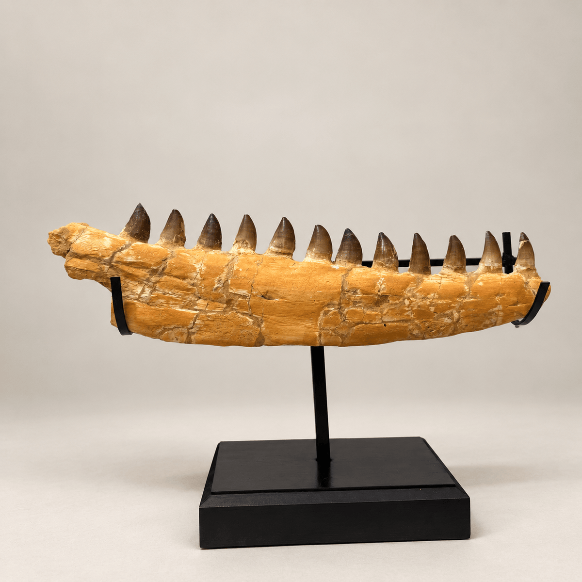 Natural Mosasaur Jaw Fossilized Late Cretaceous, 57 cm – PD-MJW-0057 - PaleoDeserts