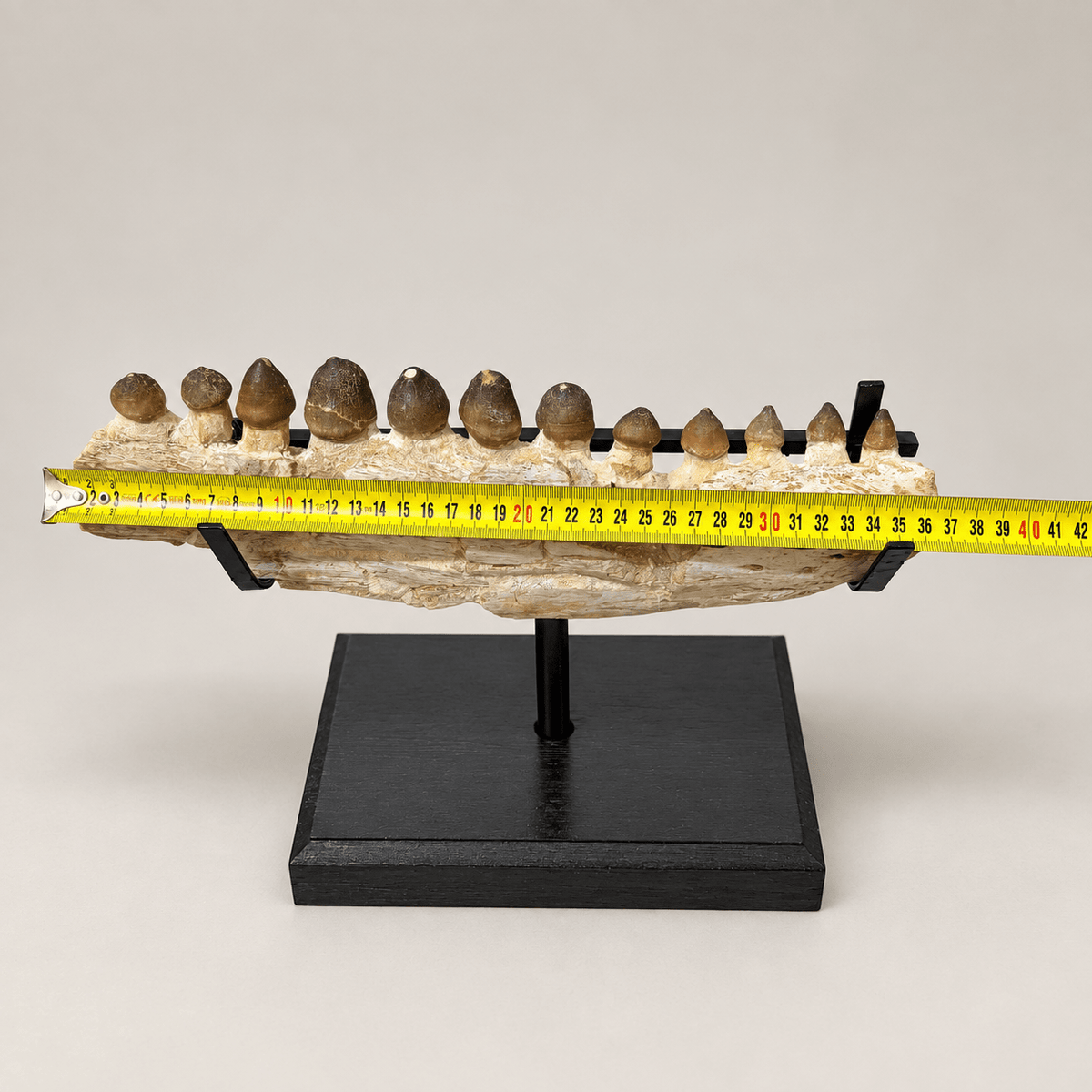 Original Globidens Mosasaur Jaw with Crushing Teeth, 36 cm – PD-GJW-0036 - PaleoDeserts