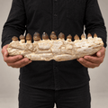 Original Globidens Mosasaur Jaw with Crushing Teeth, 36 cm – PD-GJW-0036 - PaleoDeserts