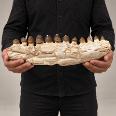 Globidens Mosasaur Jaw with Crushing Teeth – 14.2 in (36 cm), Morocco