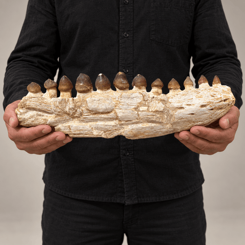Original Globidens Mosasaur Jaw with Crushing Teeth, 36 cm – PD-GJW-0036 - PaleoDeserts