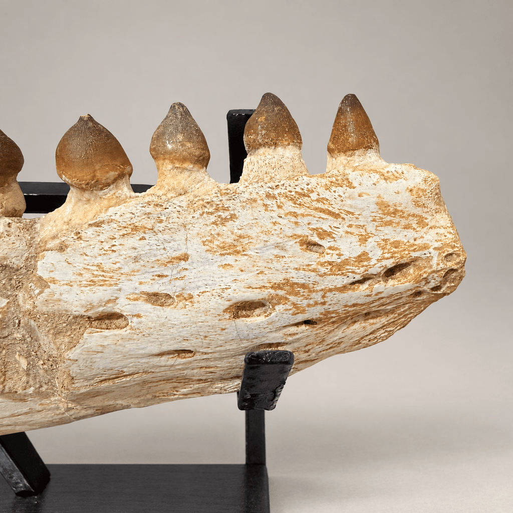 Original Globidens Mosasaur Jaw with Crushing Teeth, 36 cm – PD-GJW-0036 - PaleoDeserts