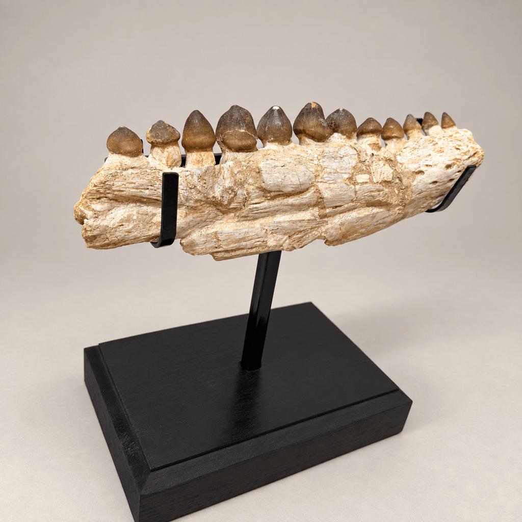 Original Globidens Mosasaur Jaw with Crushing Teeth, 36 cm – PD-GJW-0036 - PaleoDeserts