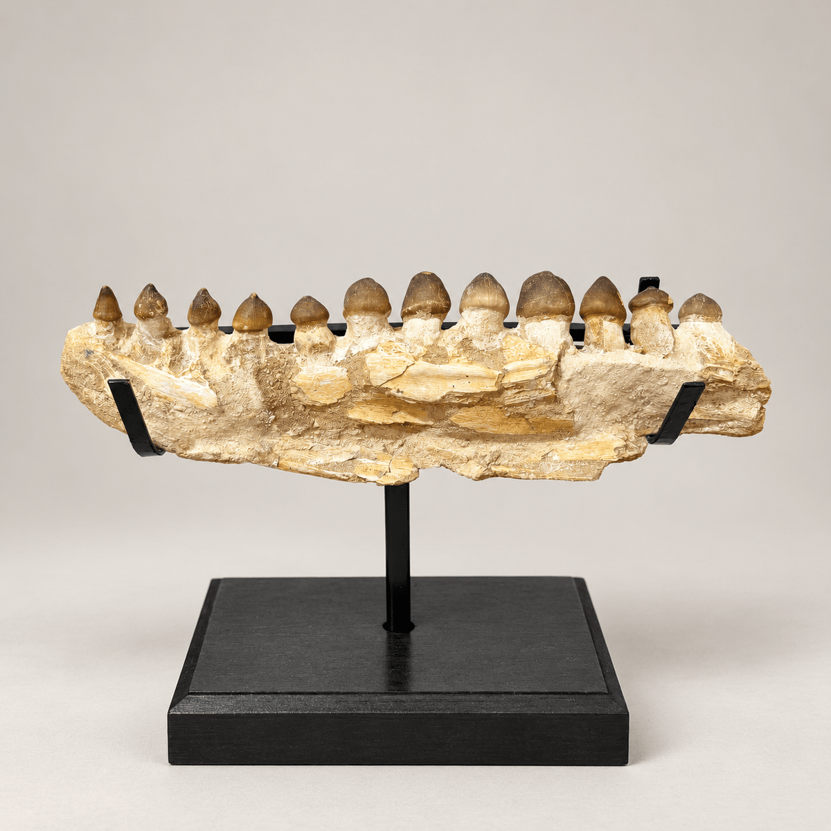 Original Globidens Mosasaur Jaw with Crushing Teeth, 36 cm – PD-GJW-0036 - PaleoDeserts