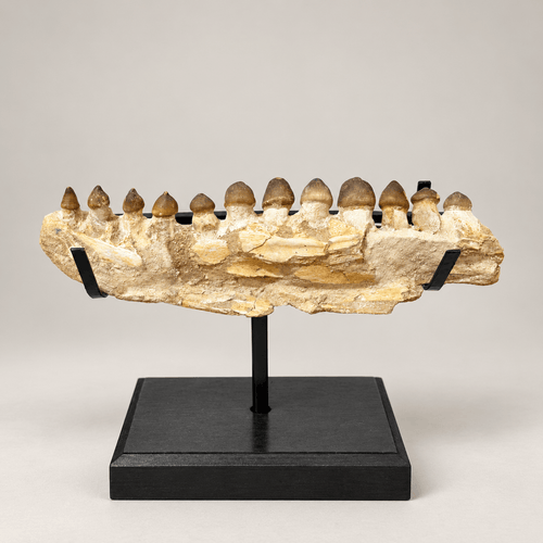 Original Globidens Mosasaur Jaw with Crushing Teeth, 36 cm – PD-GJW-0036 - PaleoDeserts