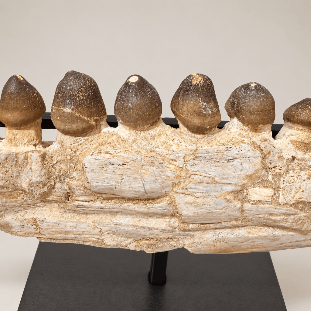 Original Globidens Mosasaur Jaw with Crushing Teeth, 36 cm – PD-GJW-0036 - PaleoDeserts