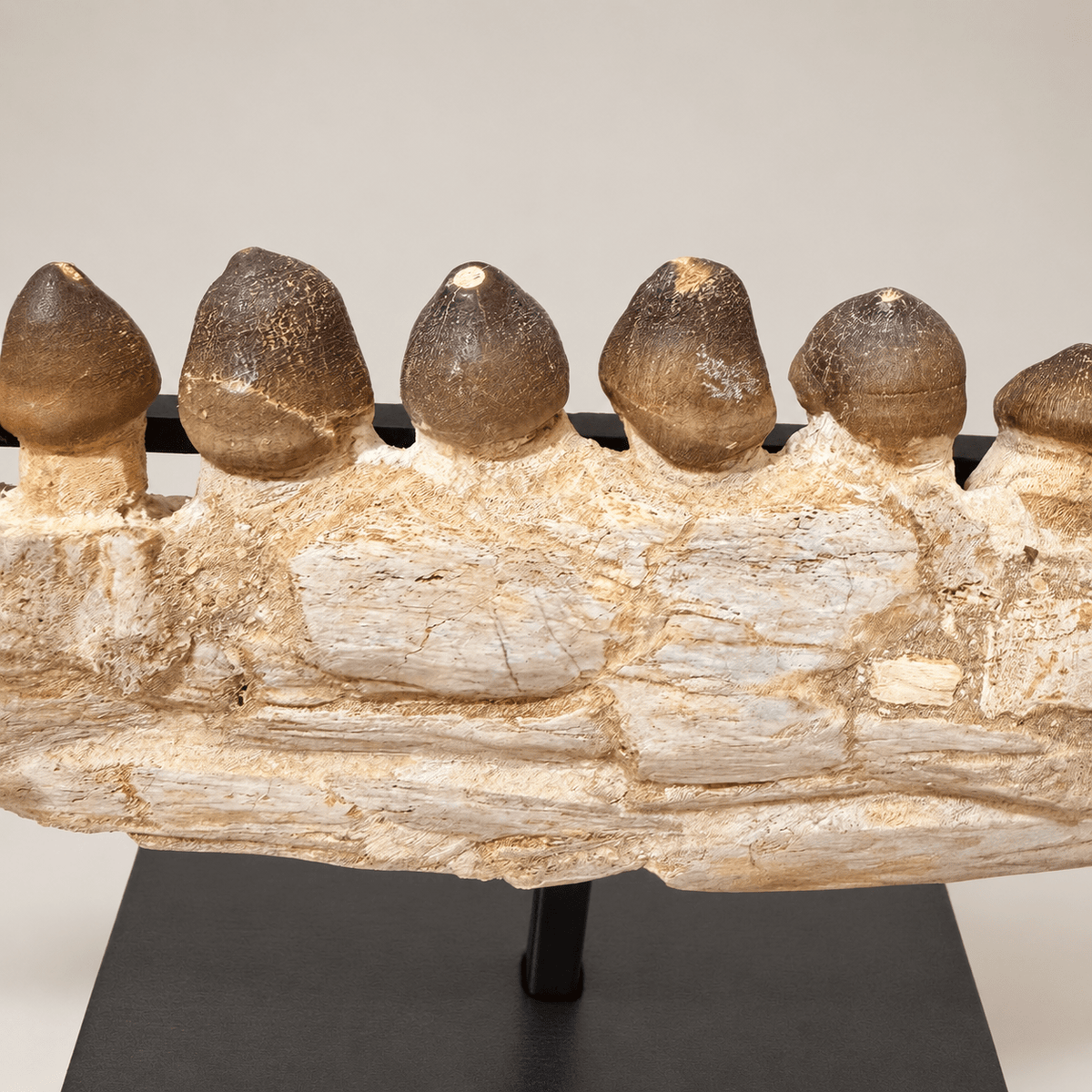 Original Globidens Mosasaur Jaw with Crushing Teeth, 36 cm – PD-GJW-0036 - PaleoDeserts