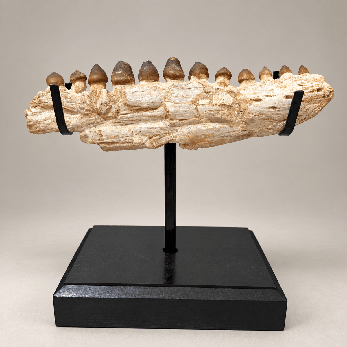 Original Globidens Mosasaur Jaw with Crushing Teeth, 36 cm – PD-GJW-0036 - PaleoDeserts