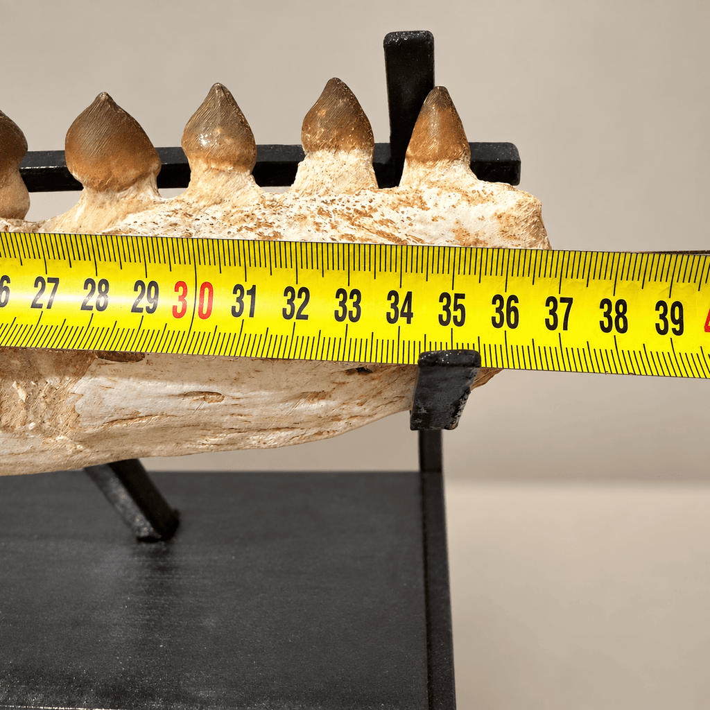 Original Globidens Mosasaur Jaw with Crushing Teeth, 36 cm – PD-GJW-0036 - PaleoDeserts