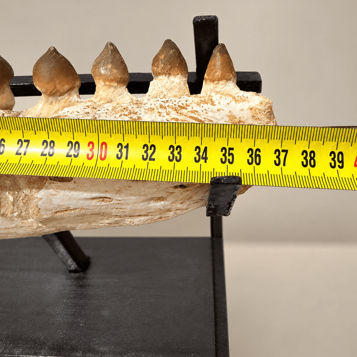 Original Globidens Mosasaur Jaw with Crushing Teeth, 36 cm – PD-GJW-0036 - PaleoDeserts