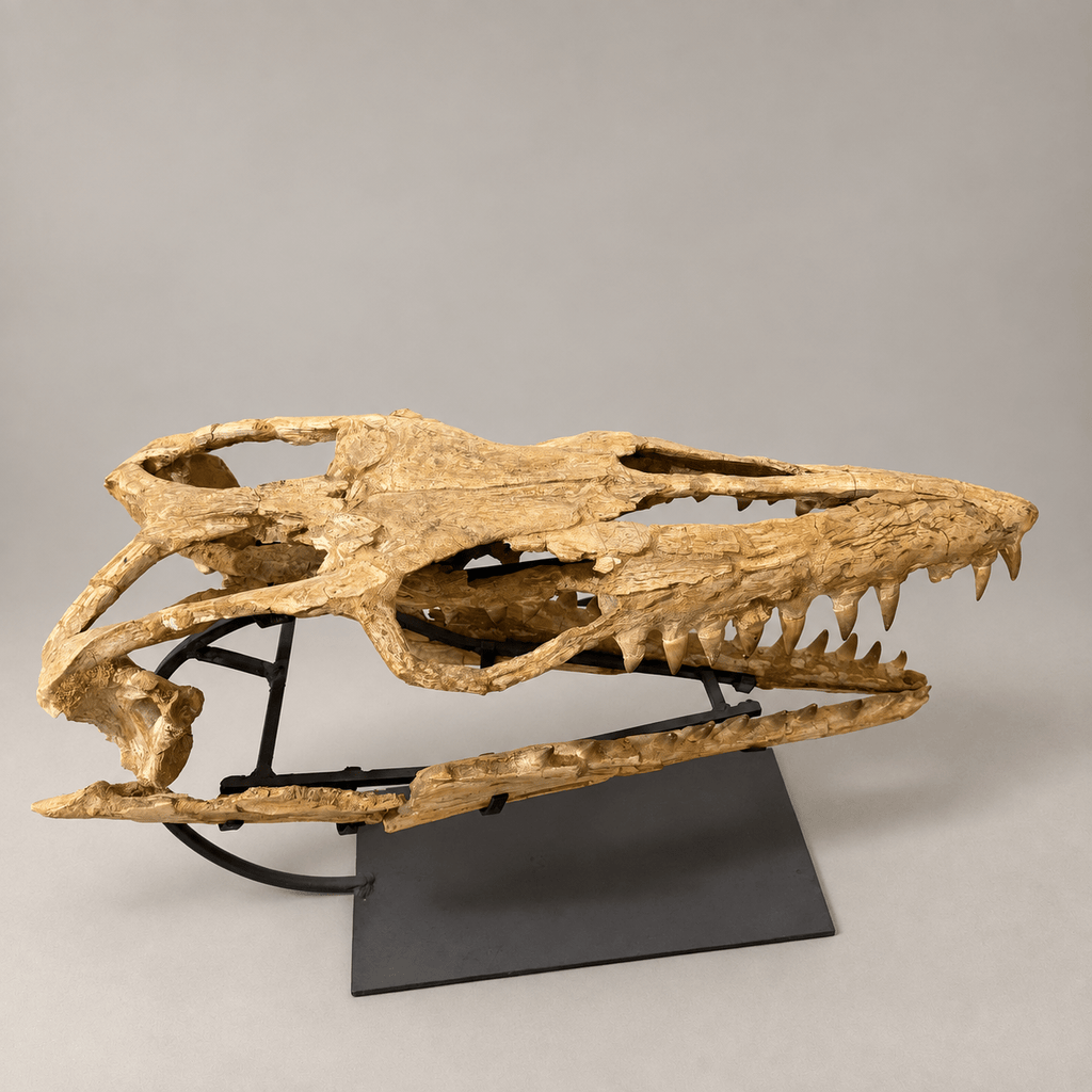 Original Mosasaur Skull Fossil, 60 cm – PD-MSK-0060 - PaleoDeserts