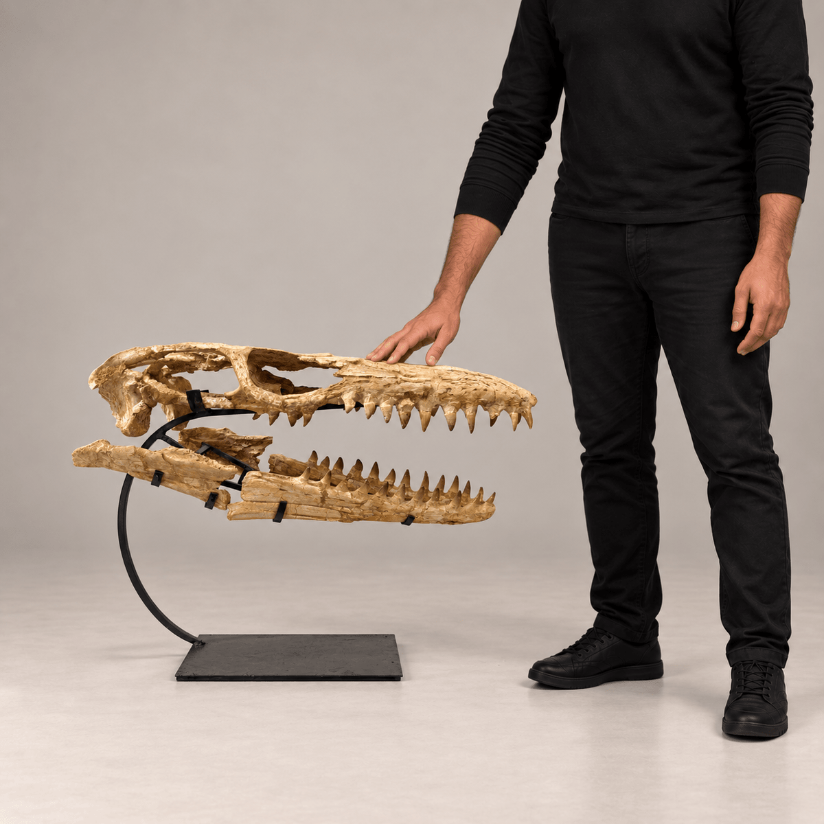 Original Mosasaur Skull Fossil, 60 cm – PD-MSK-0060 - PaleoDeserts