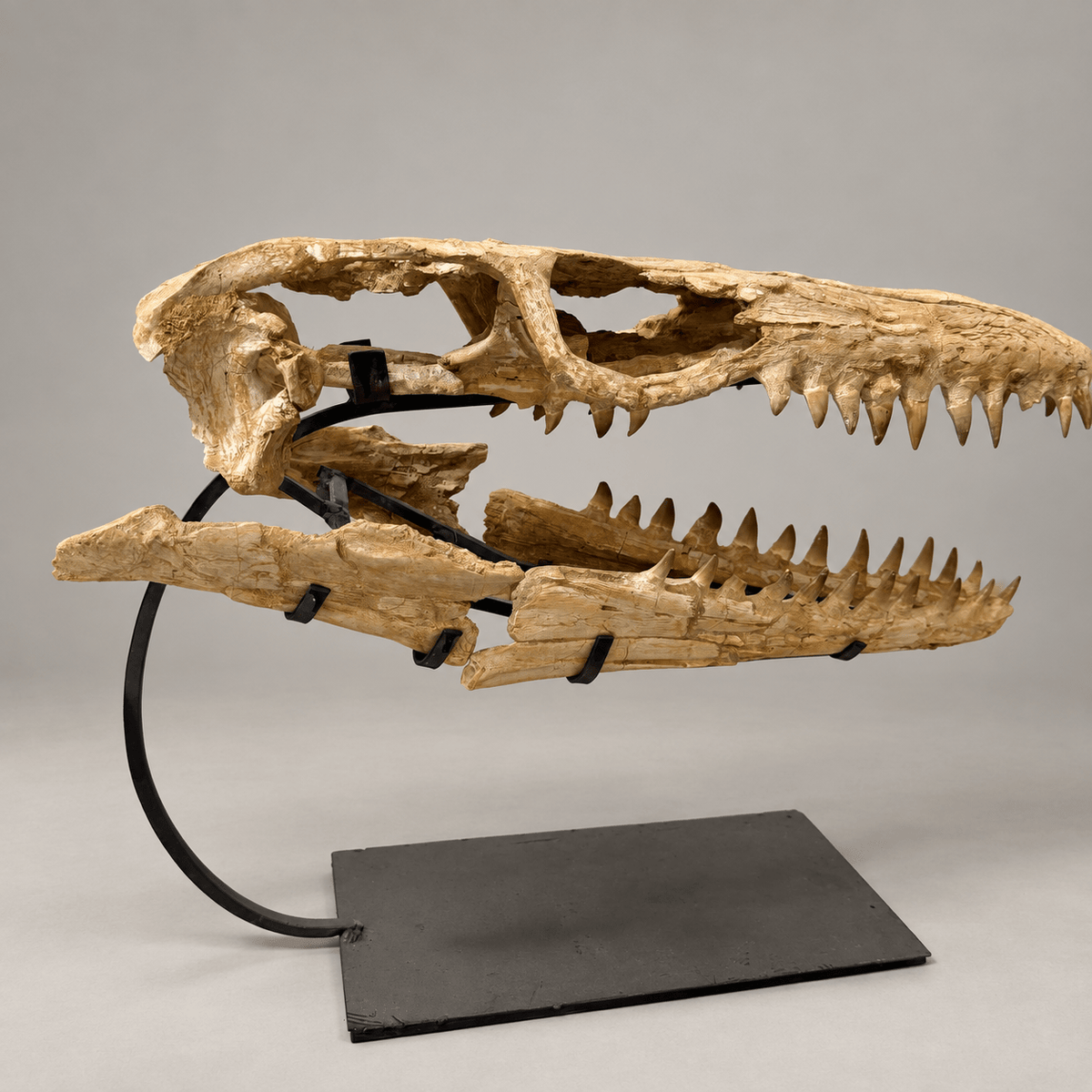 Original Mosasaur Skull Fossil, 60 cm – PD-MSK-0060 - PaleoDeserts