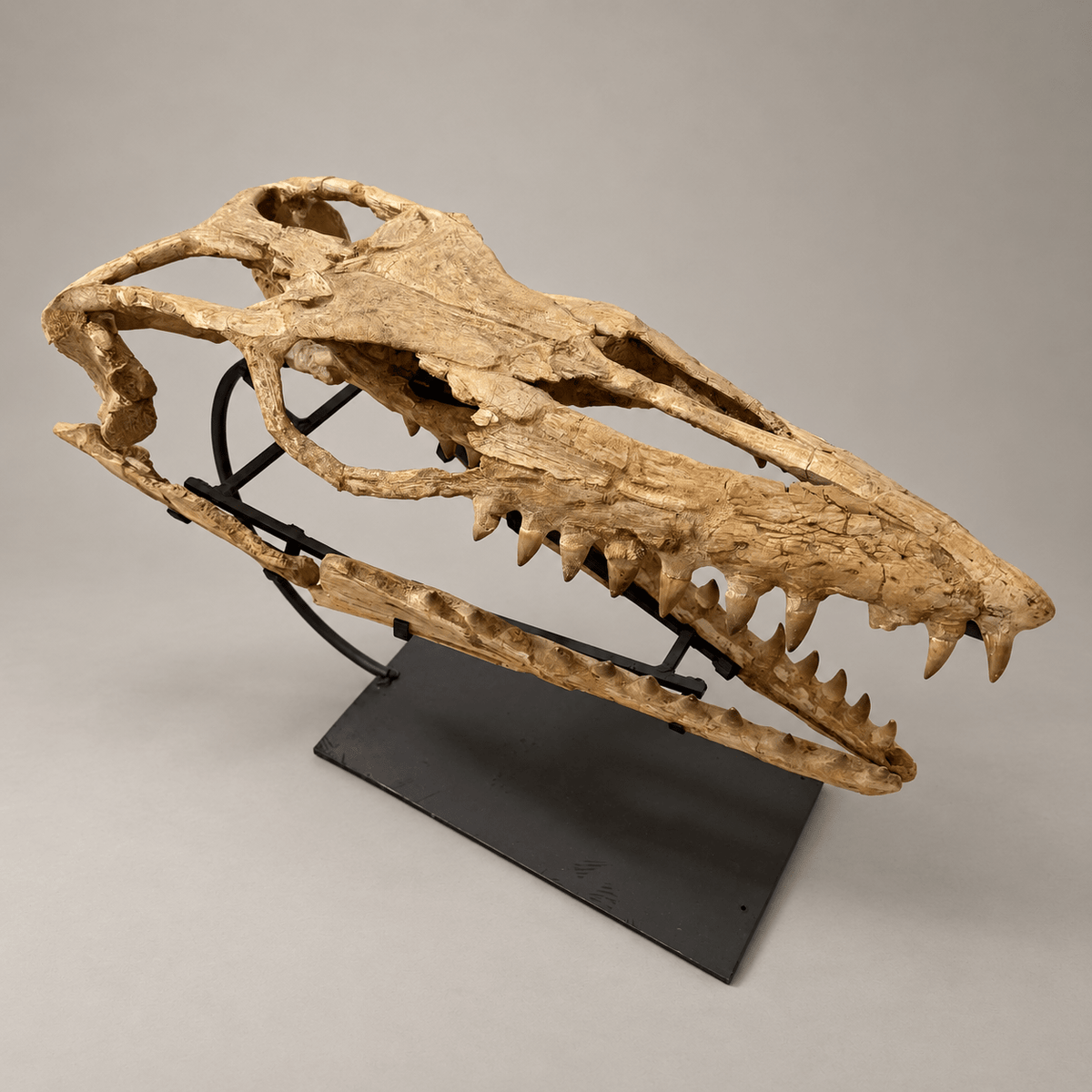 Original Mosasaur Skull Fossil, 60 cm – PD-MSK-0060 - PaleoDeserts