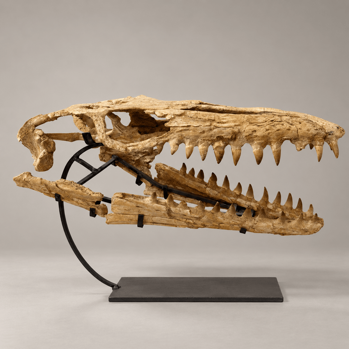Original Mosasaur Skull Fossil, 60 cm – PD-MSK-0060 - PaleoDeserts