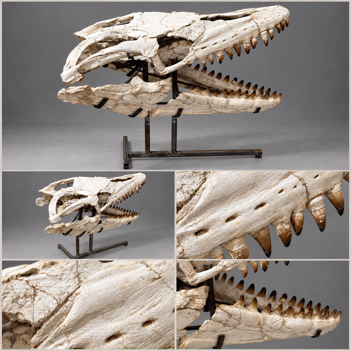 Original Mosasaur Skull Rare Moroccan reptile fossils – 41.7" - PaleoDeserts