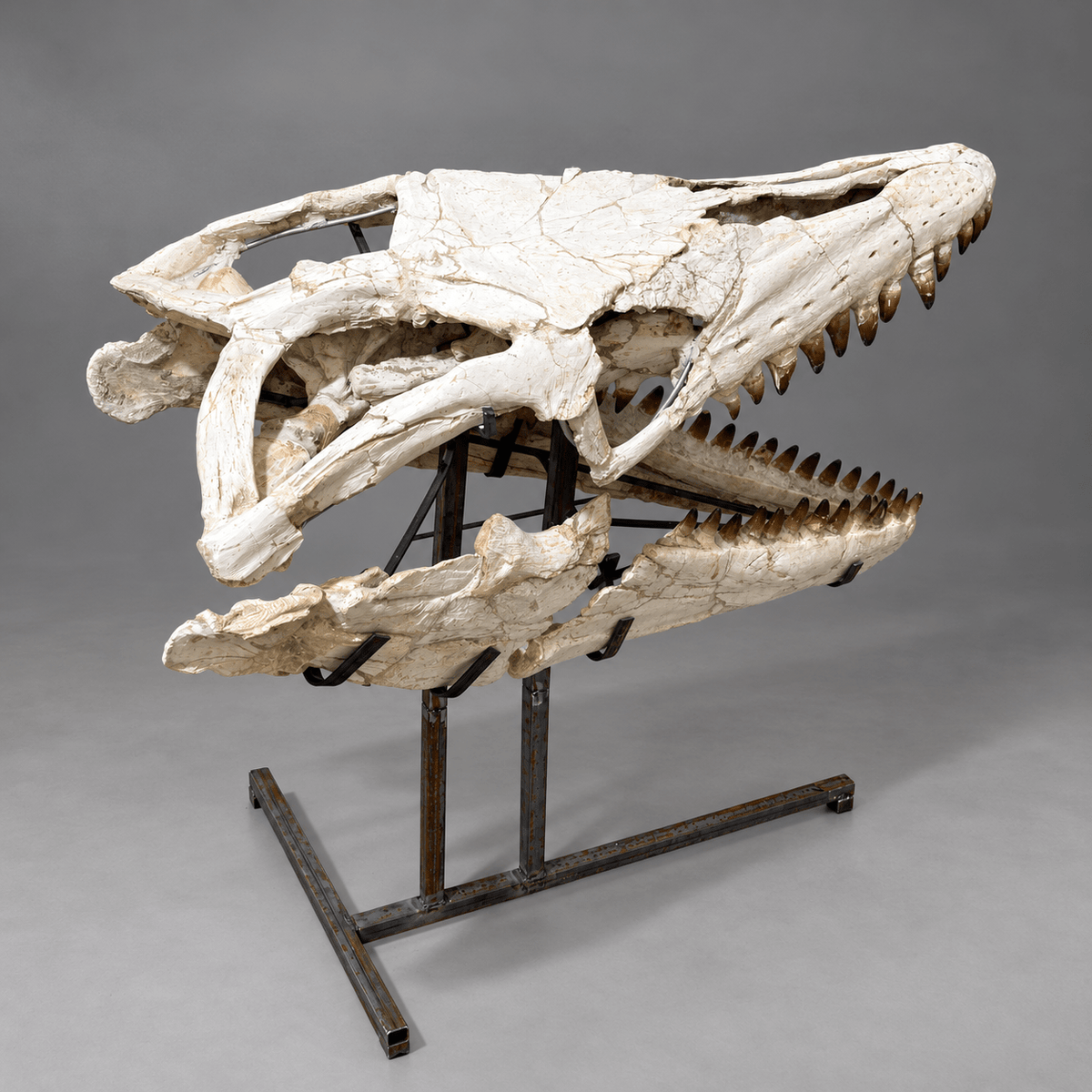 Original Mosasaur Skull Rare Moroccan reptile fossils – 41.7" - PaleoDeserts