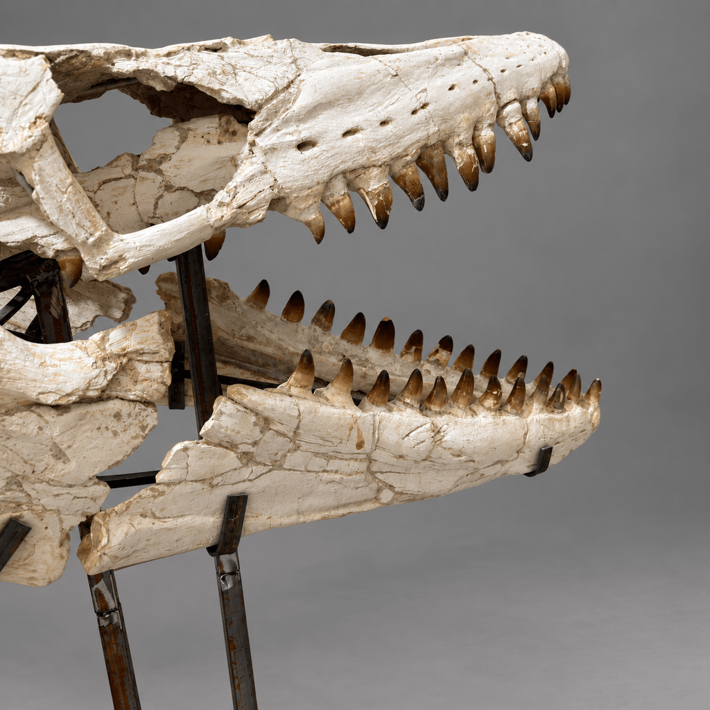 Original Mosasaur Skull Rare Moroccan reptile fossils – 41.7" - PaleoDeserts