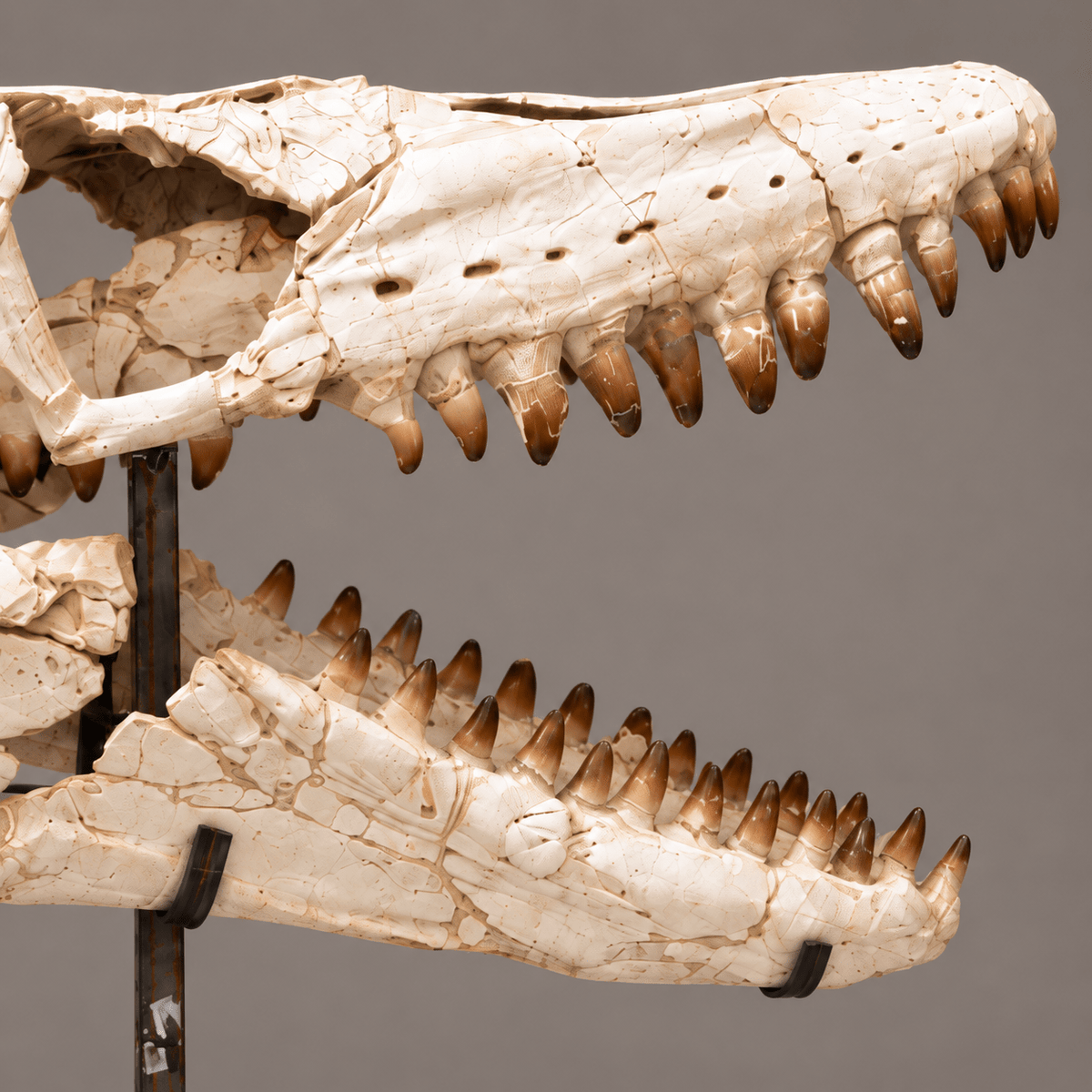 Original Mosasaur Skull Rare Moroccan reptile fossils – 41.7" - PaleoDeserts