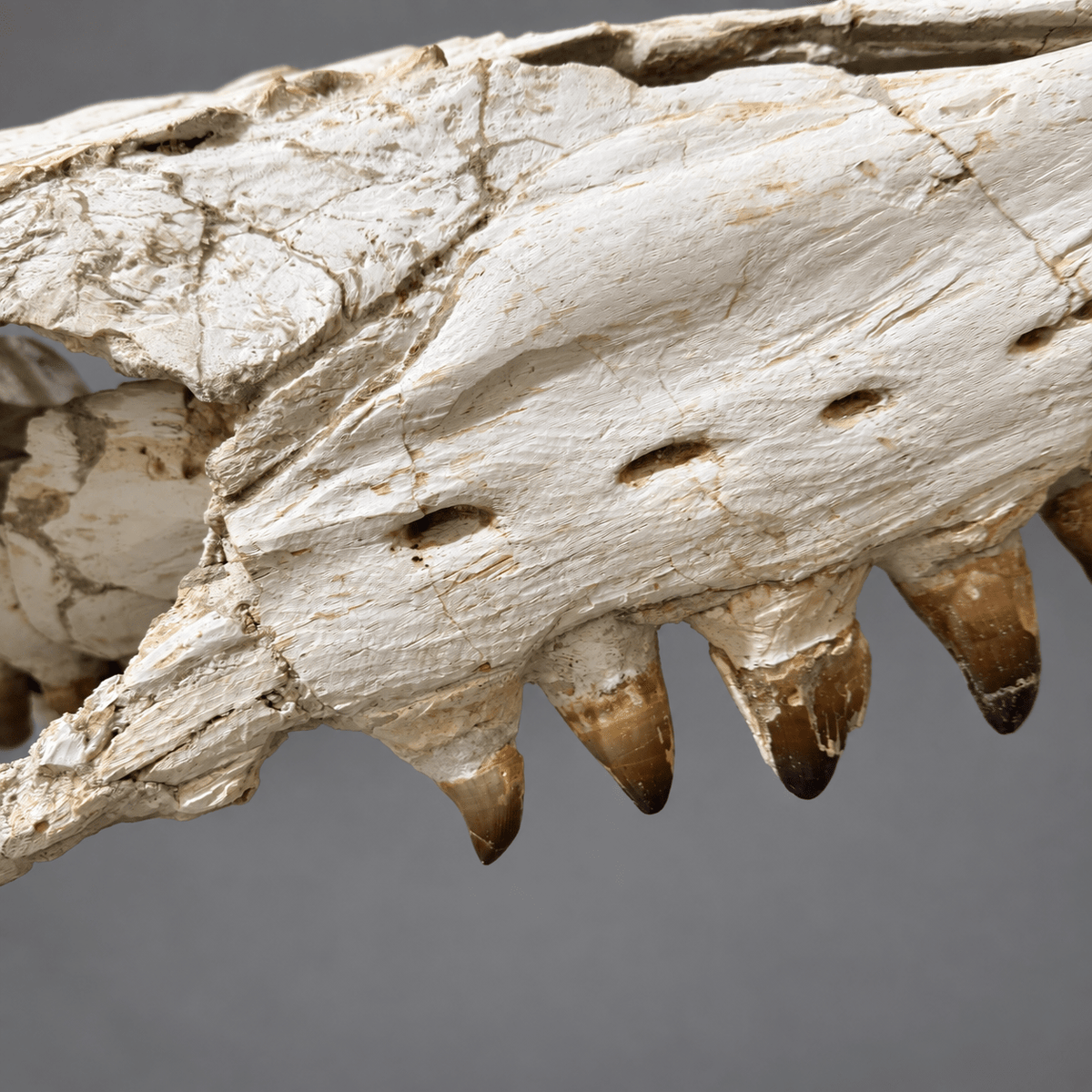 Original Mosasaur Skull Rare Moroccan reptile fossils – 41.7" - PaleoDeserts