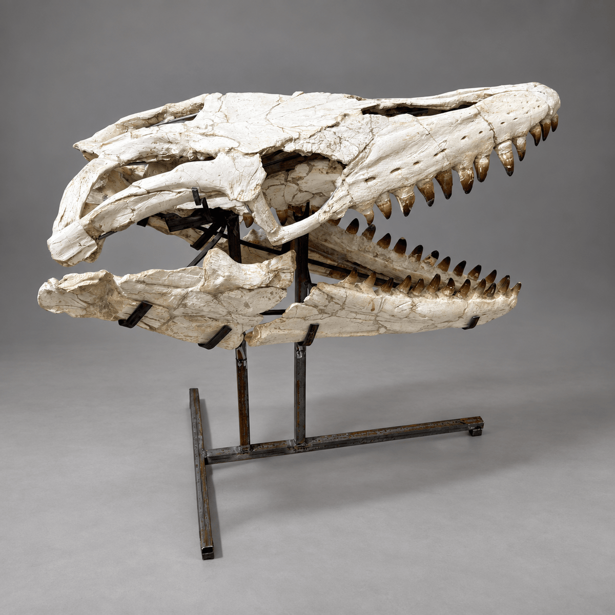 Original Mosasaur Skull Rare Moroccan reptile fossils – 41.7" - PaleoDeserts