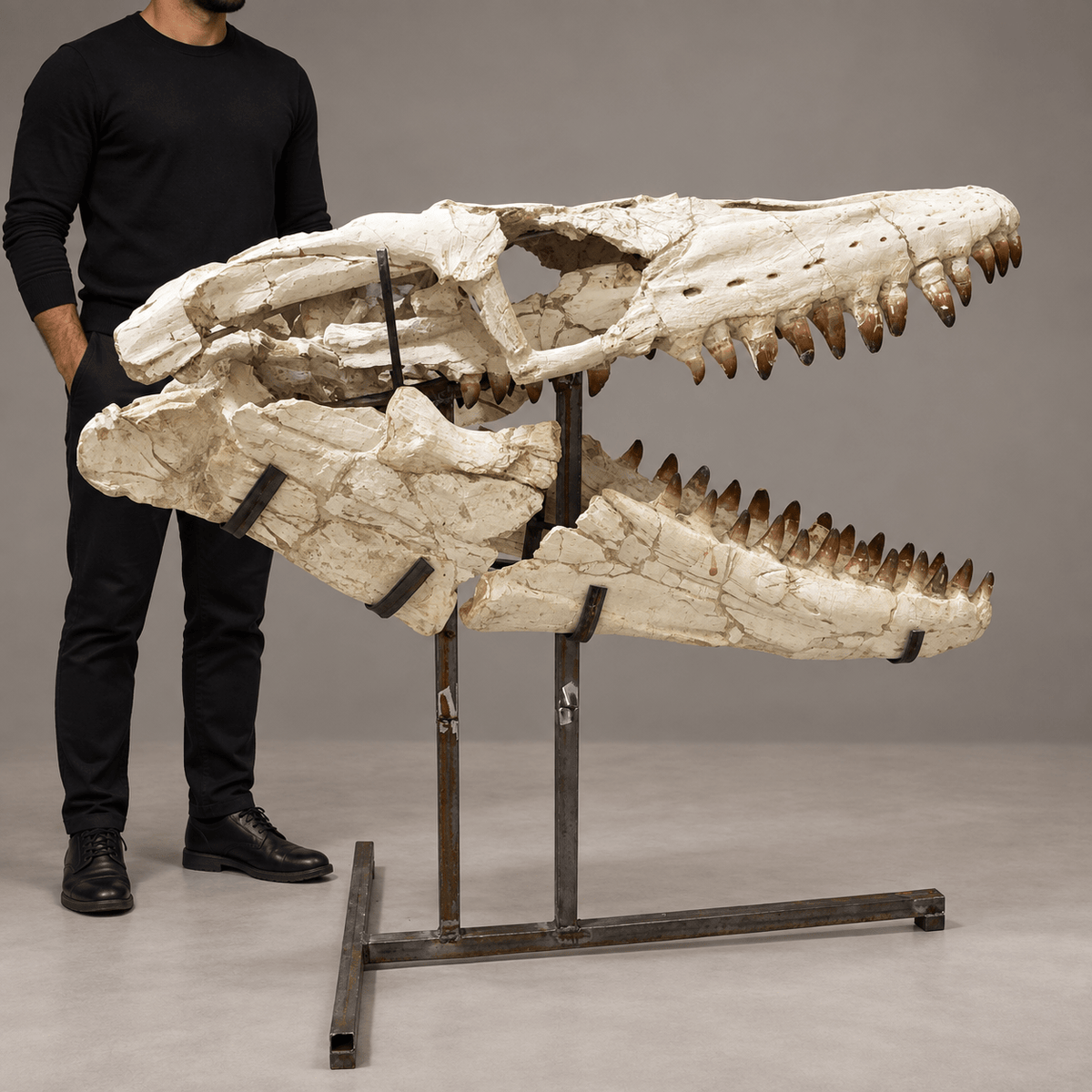 Original Mosasaur Skull Rare Moroccan reptile fossils – 41.7" - PaleoDeserts