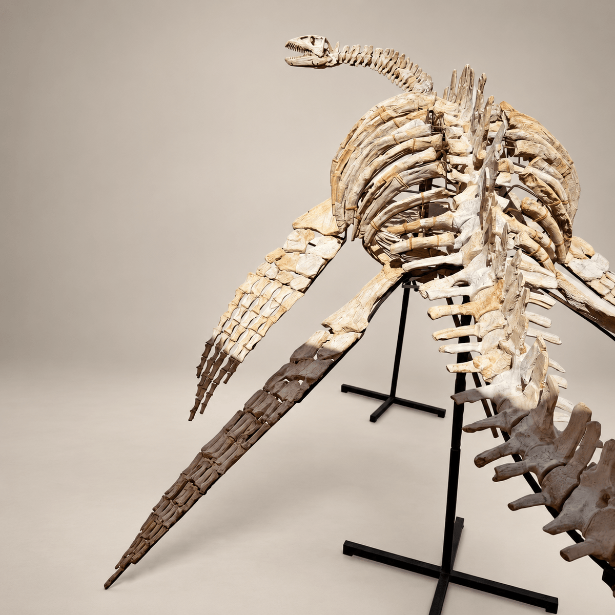 Original Plesiosaur Skeleton Zarafasaura oceanis Fossils, 21 feet – PD-PSS-0640 - PaleoDeserts