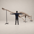 Original Plesiosaur Skeleton Zarafasaura oceanis Fossils, 21 feet – PD-PSS-0640 - PaleoDeserts