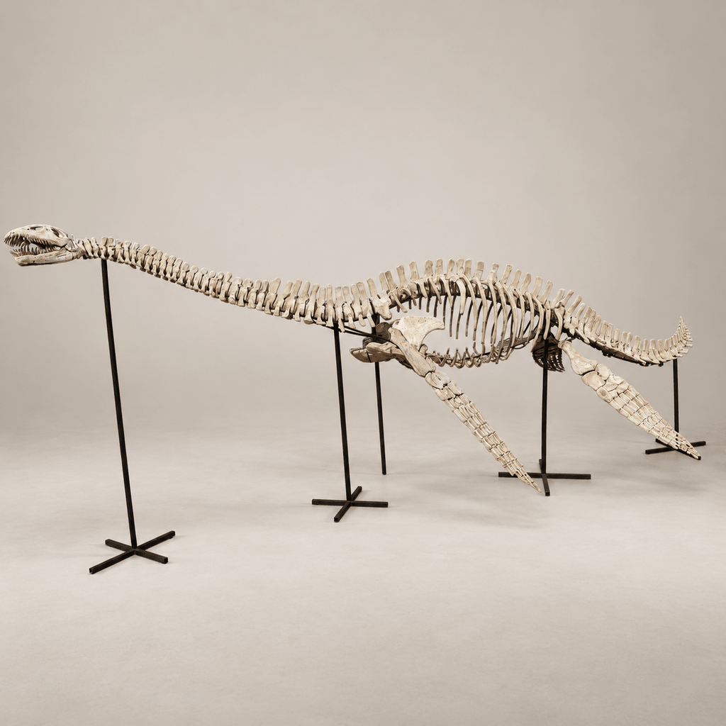 Original Plesiosaur Skeleton Zarafasaura oceanis Fossils, 21 feet – PD-PSS-0640 - PaleoDeserts