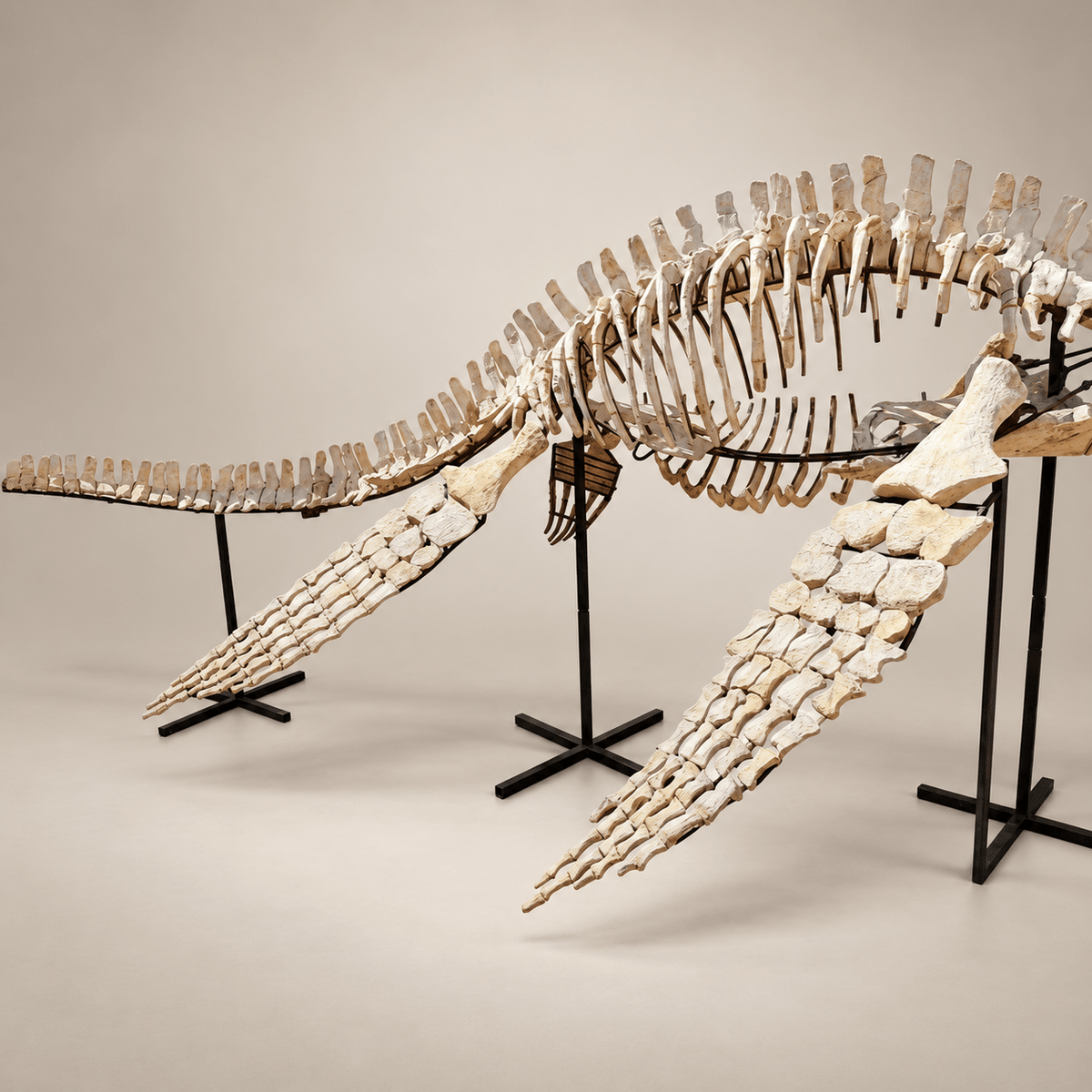 Original Plesiosaur Skeleton Zarafasaura oceanis Fossils, 21 feet – PD-PSS-0640 - PaleoDeserts