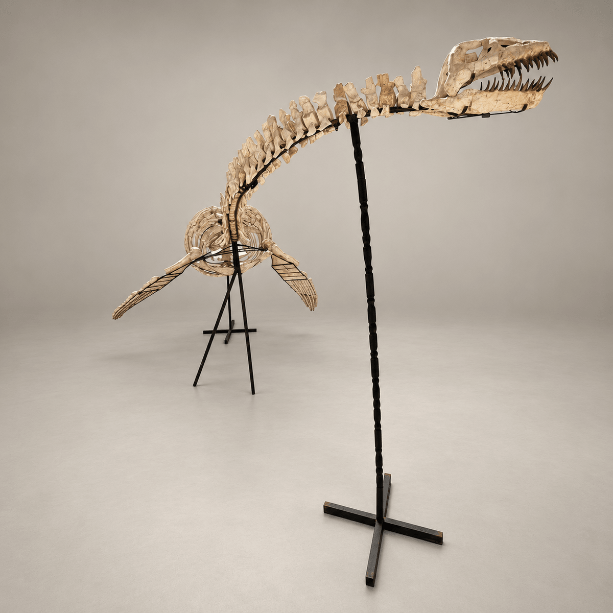 Original Plesiosaur Skeleton Zarafasaura oceanis Fossils, 21 feet – PD-PSS-0640 - PaleoDeserts
