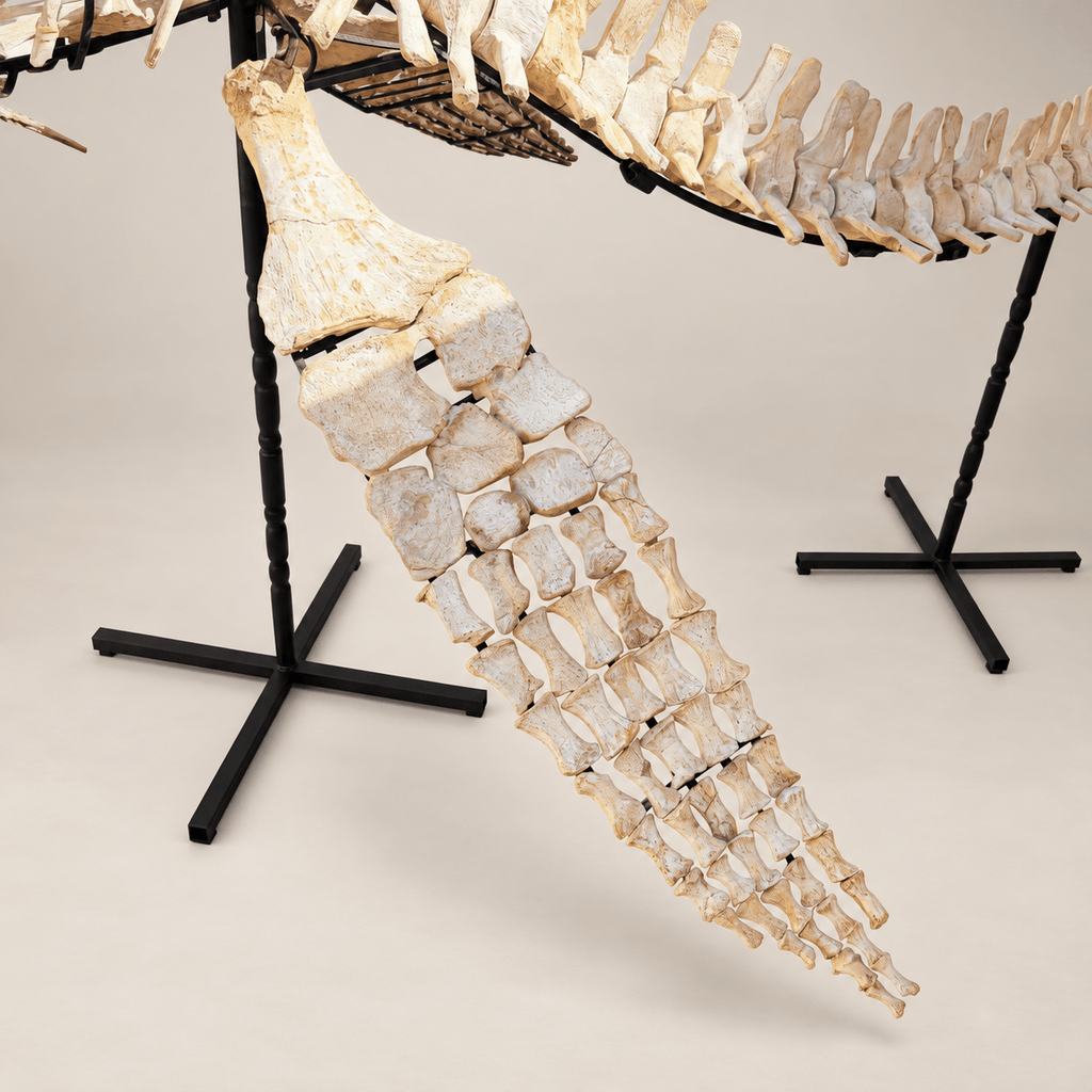 Original Plesiosaur Skeleton Zarafasaura oceanis Fossils, 21 feet – PD-PSS-0640 - PaleoDeserts