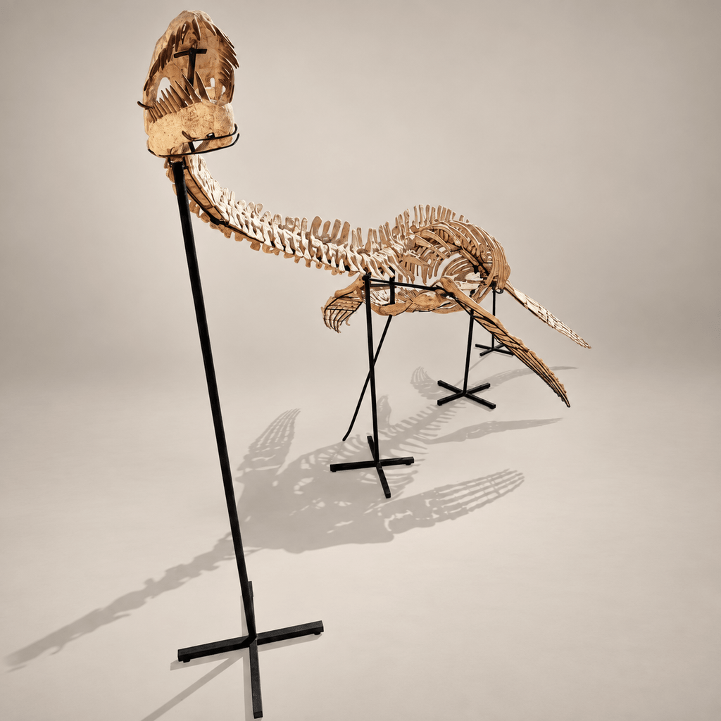 Original Plesiosaur Skeleton Zarafasaura oceanis Fossils, 21 feet – PD-PSS-0640 - PaleoDeserts