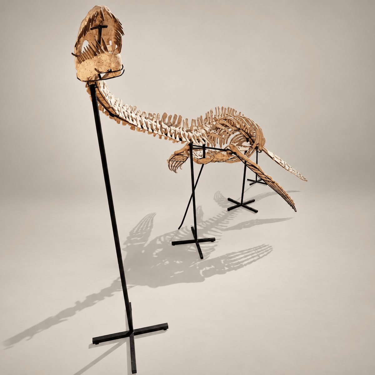 Original Plesiosaur Skeleton Zarafasaura oceanis Fossils, 21 feet – PD-PSS-0640 - PaleoDeserts