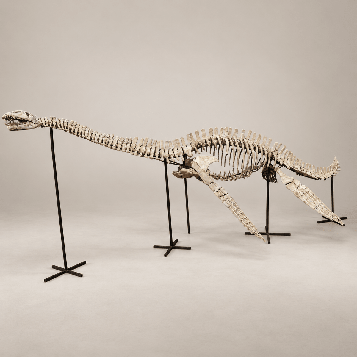 Original Plesiosaur Skeleton Zarafasaura oceanis Fossils, 21 feet – PD-PSS-0640 - PaleoDeserts