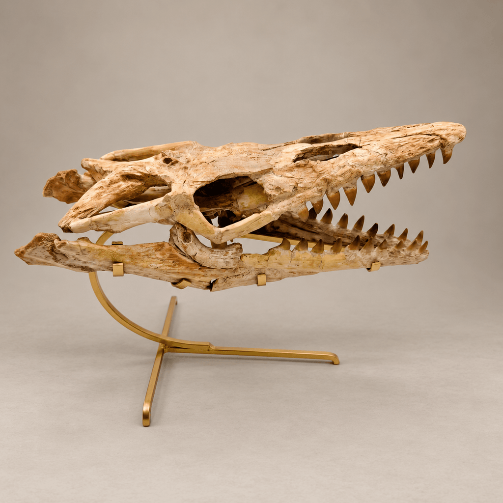 Original Prognathodon anceps Mosasaur Skull, 46 cm – PD-MSK-0046 - PaleoDeserts