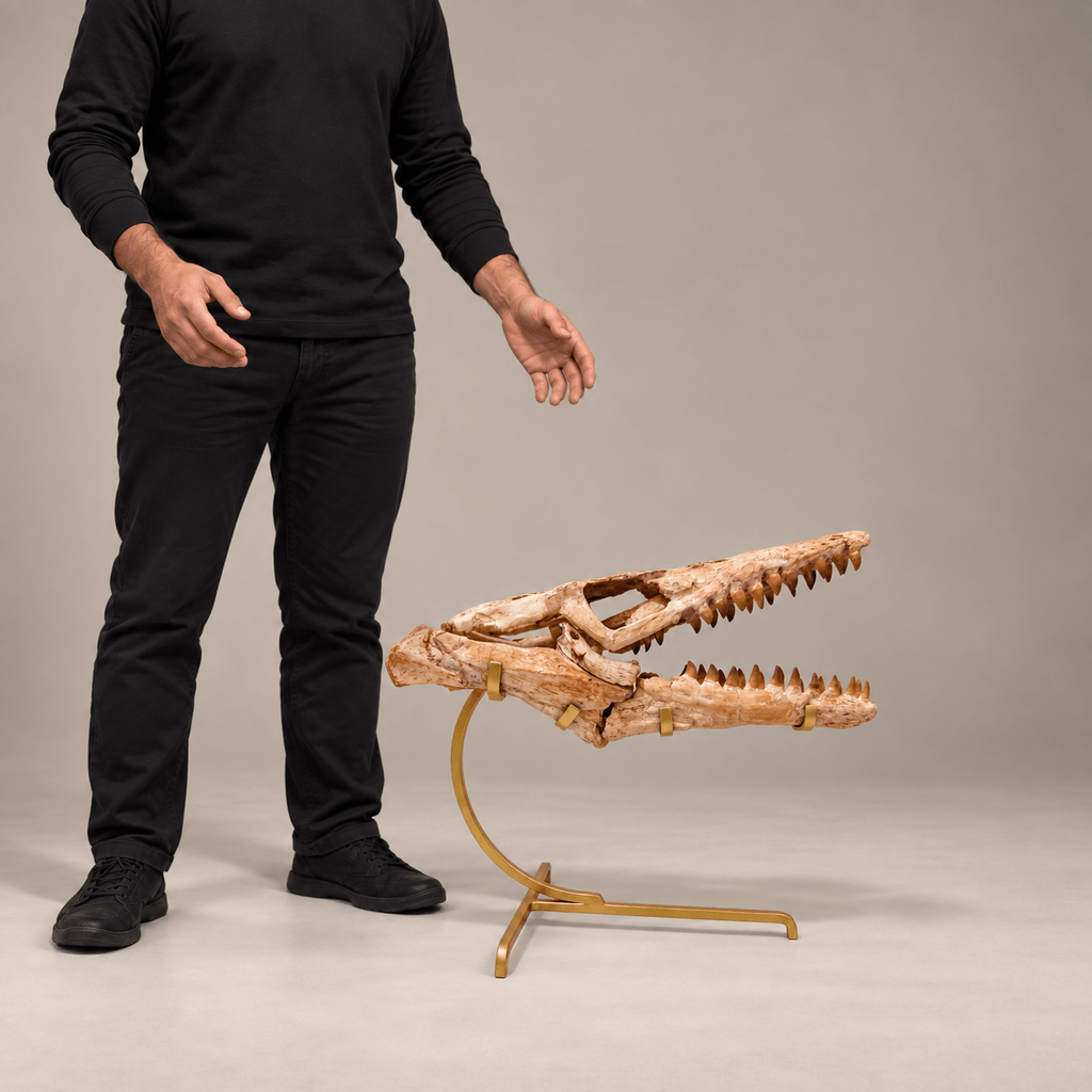 Original Prognathodon anceps Mosasaur Skull, 46 cm – PD-MSK-0046 - PaleoDeserts